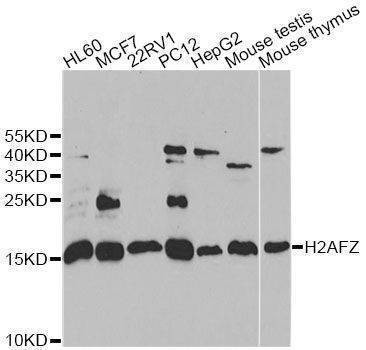 Anti-H2AFZ Antibody