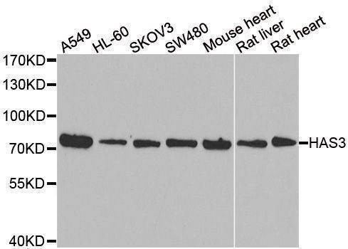 Anti-HAS3 Antibody