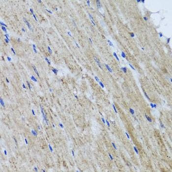 Anti-HYAL1 Antibody