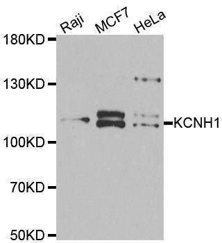 Anti-KCNH1 Antibody