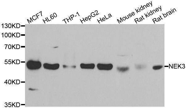 Anti-NEK3 Antibody