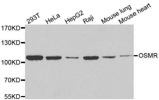 Anti-OSMR Antibody