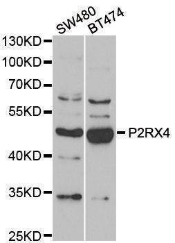 Anti-P2RX4 Antibody