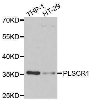 Anti-PLSCR1 Antibody