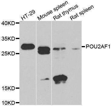 Anti-POU2AF1 Antibody