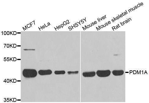Anti-PPM1A Antibody