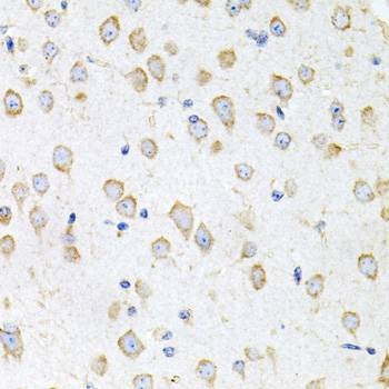Anti-PROK2 Antibody