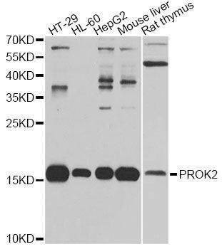 Anti-PROK2 Antibody