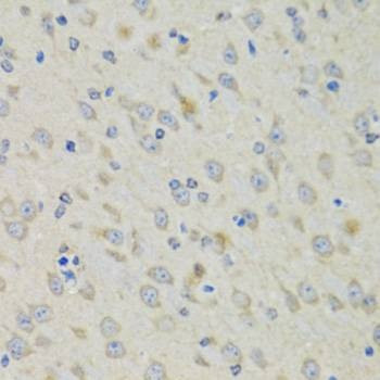 Anti-RAE1 Antibody