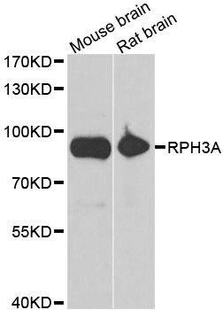 Anti-RPH3A Antibody