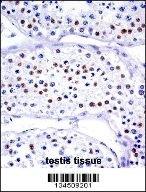 Anti-UBA1 (N-term) Antibody