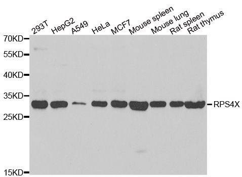 Anti-RPS4X Antibody