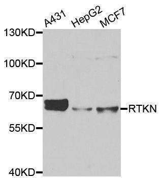 Anti-RTKN Antibody