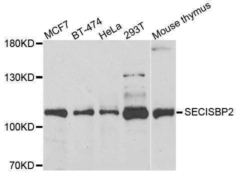 Anti-SECISBP2 Antibody