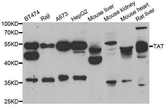 Anti-TAT Antibody