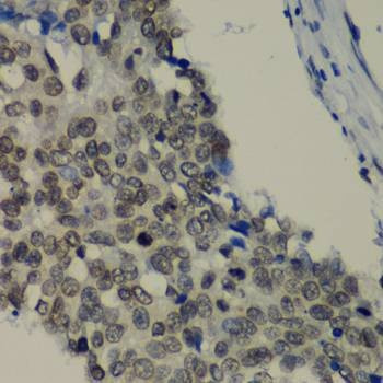 Anti-TEAD1 Antibody