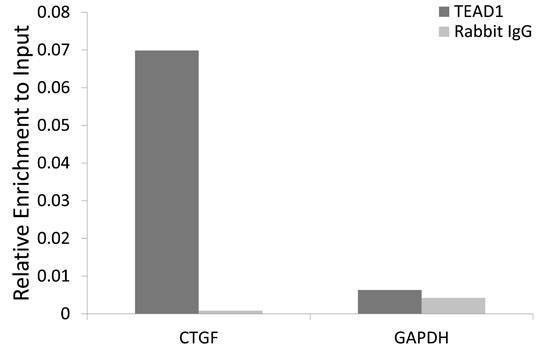 Anti-TEAD1 Antibody