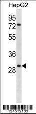 Anti-KLK10 (N-term) Antibody