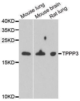 Anti-TPPP3 Antibody