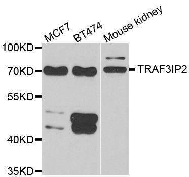 Anti-TRAF3IP2 Antibody