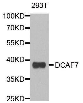 Anti-DCAF7 Antibody