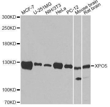 Anti-XPO5 Antibody