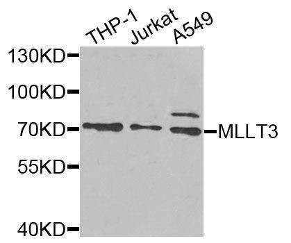 Anti-MLLT3 Antibody