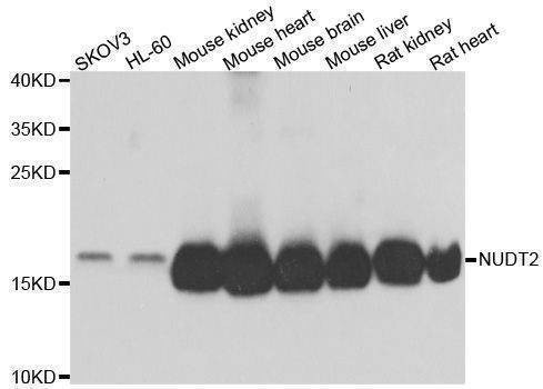 Anti-NUDT2 Antibody