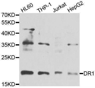 Anti-DR1 Antibody