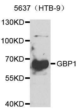 Anti-GBP1 Antibody