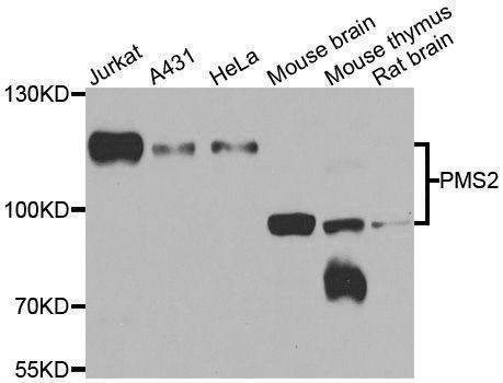 Anti-PMS2 Antibody