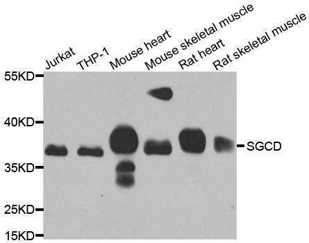 Anti-SGCD Antibody