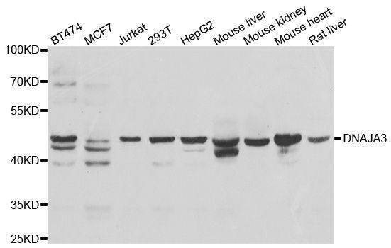 Anti-DNAJA3 Antibody