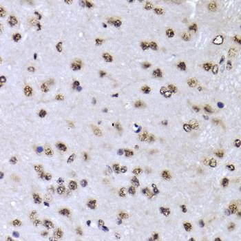 Anti-EFTUD2 Antibody