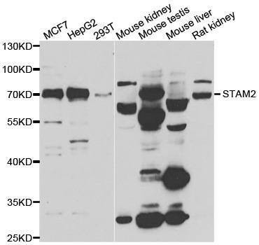 Anti-STAM2 Antibody