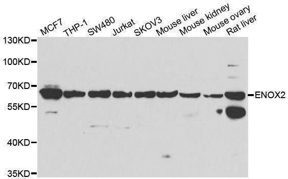 Anti-ENOX2 Antibody