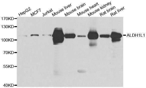 Anti-ALDH1L1 Antibody