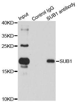 Anti-SUB1 Antibody