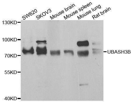 Anti-UBASH3B Antibody