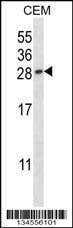 Anti-PGF (Center) Antibody