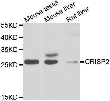 Anti-CRISP2 Antibody