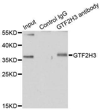 Anti-GTF2H3 Antibody