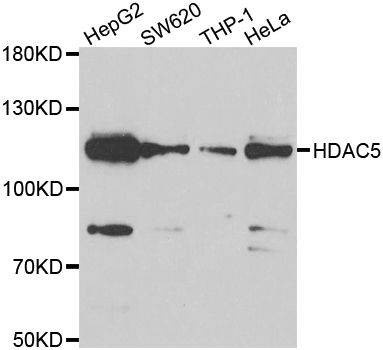Anti-HDAC5 Antibody