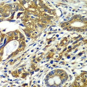 Anti-CDC16 Antibody