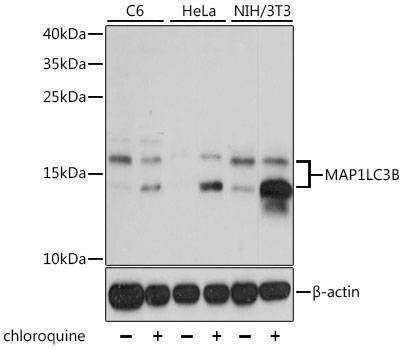 Anti-MAP1LC3B Antibody