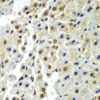 Anti-SYNCRIP Antibody