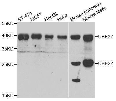 Anti-UBE2Z Antibody