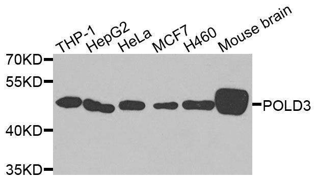 Anti-POLD3 Antibody