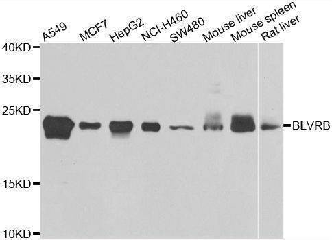 Anti-BLVRB Antibody