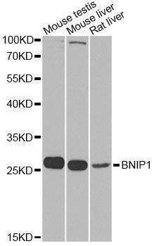 Anti-BNIP1 Antibody